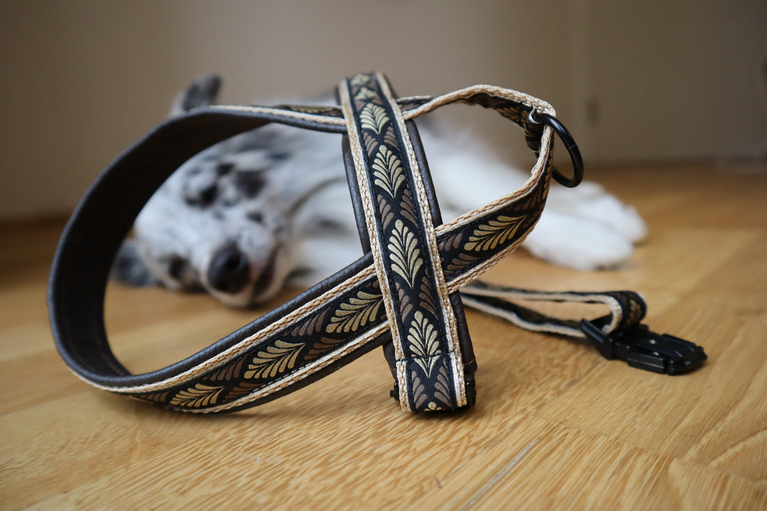 The Liog Harness: Recommended by Orthopedists and Veterinarians for Small and Medium Dogs